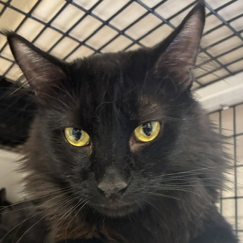 Timon [and Pumbaa], an adoptable Domestic Long Hair in Santa Fe, NM