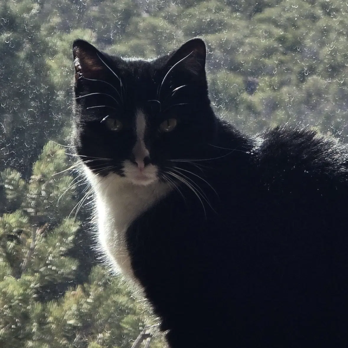 Lucille image 3