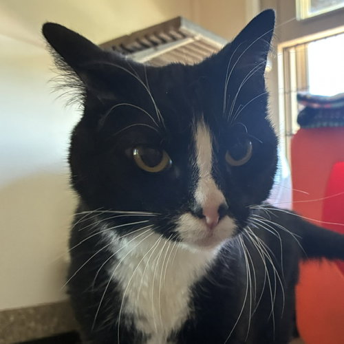 Lucille, an adoptable Domestic Short Hair in Santa Fe, NM
