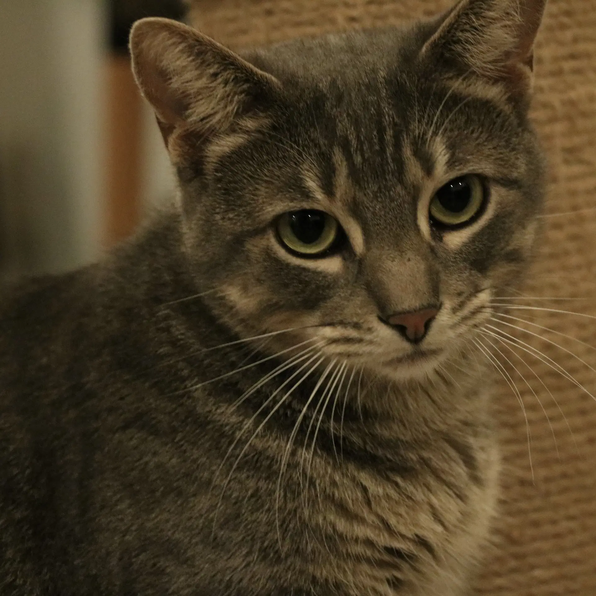 Babygirl - Domestic Short Hair