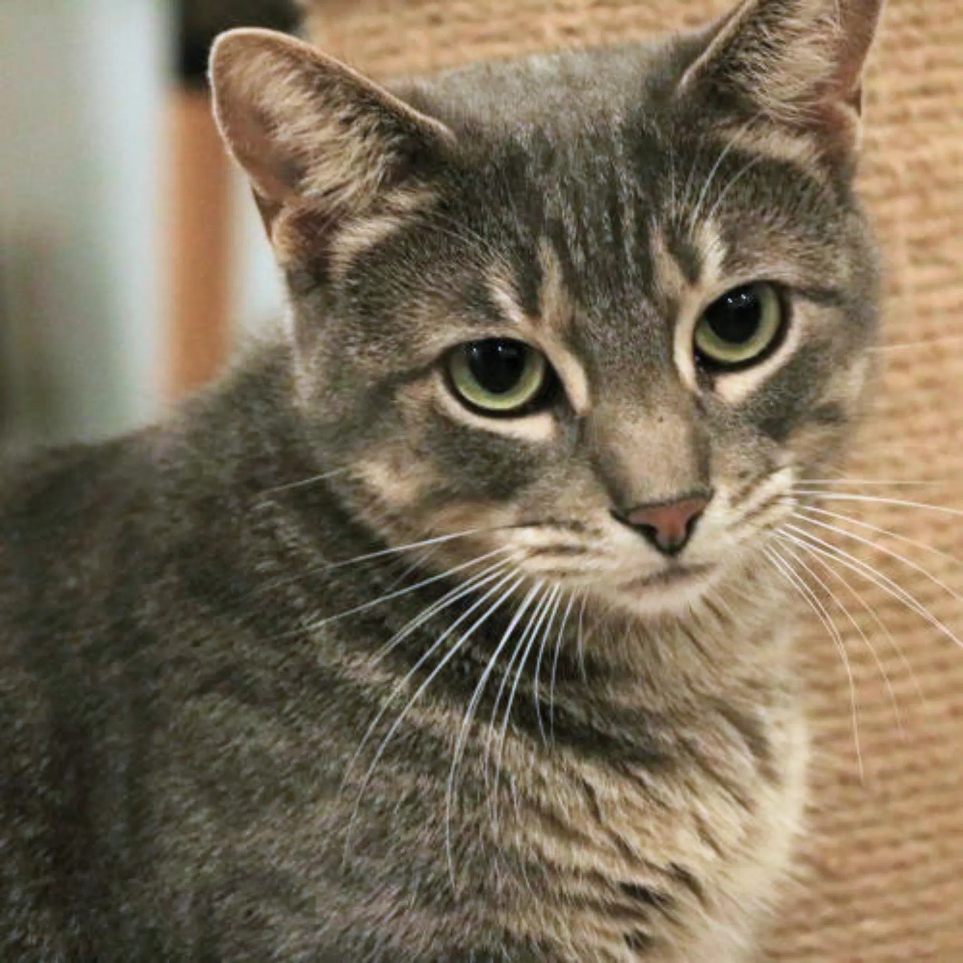 Babygirl - Domestic Short Hair