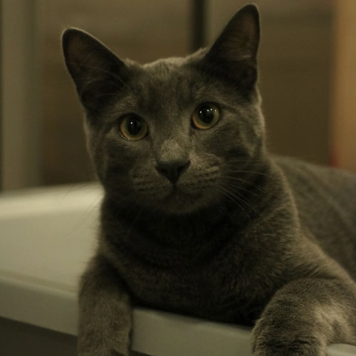 Babygray, Young Russian Blue / Domestic Short Hair / Mixed (short coat), cat for adoption in Sf, New Mexico
