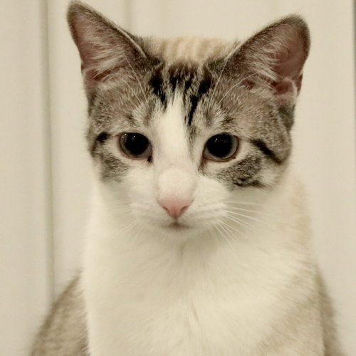 Marie, Young Siamese / Colorpoint Shorthair / Mixed (short coat), cat for adoption in Sf, New Mexico