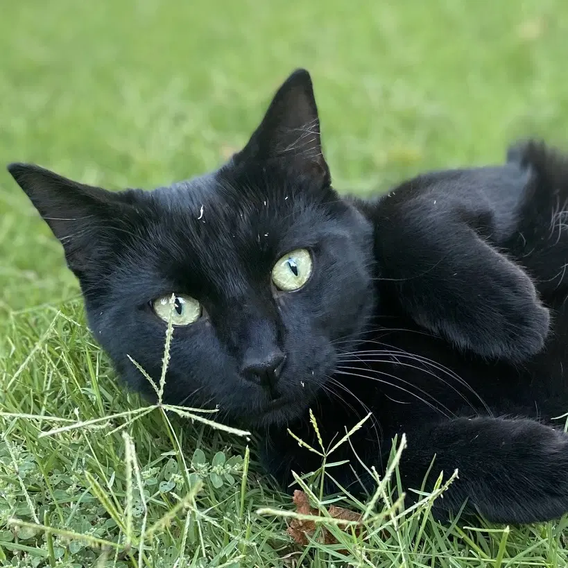 Ninja - Domestic Short Hair