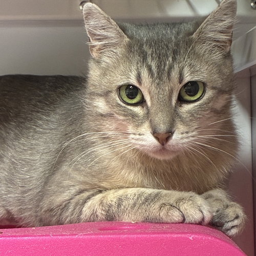 picture of the cat needing adoption