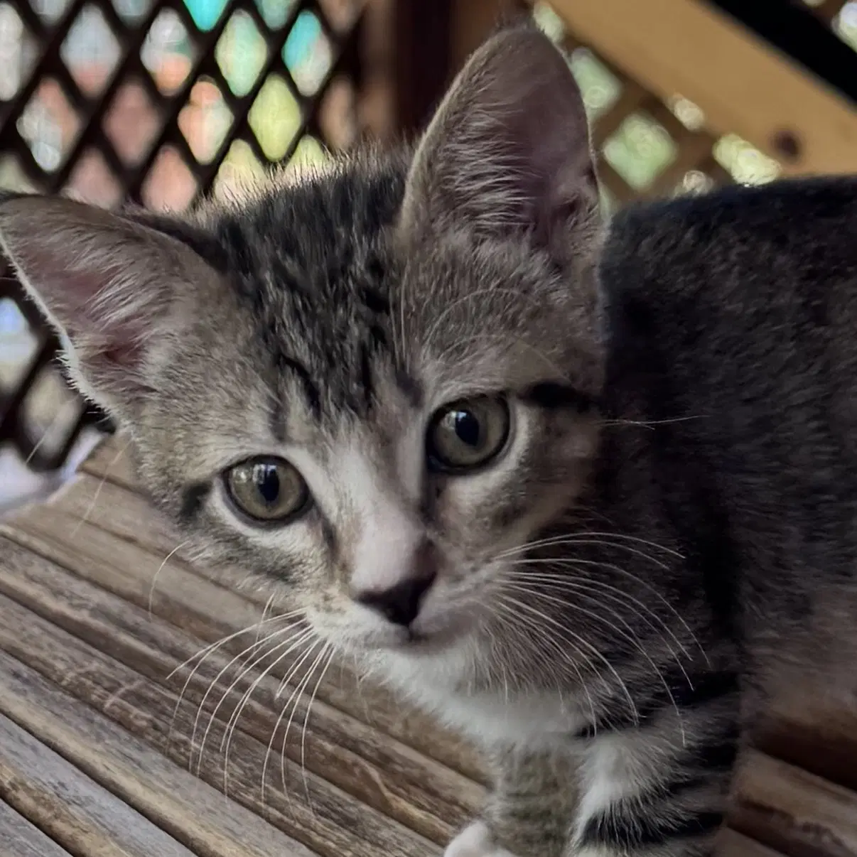 Walnut - Domestic Short Hair