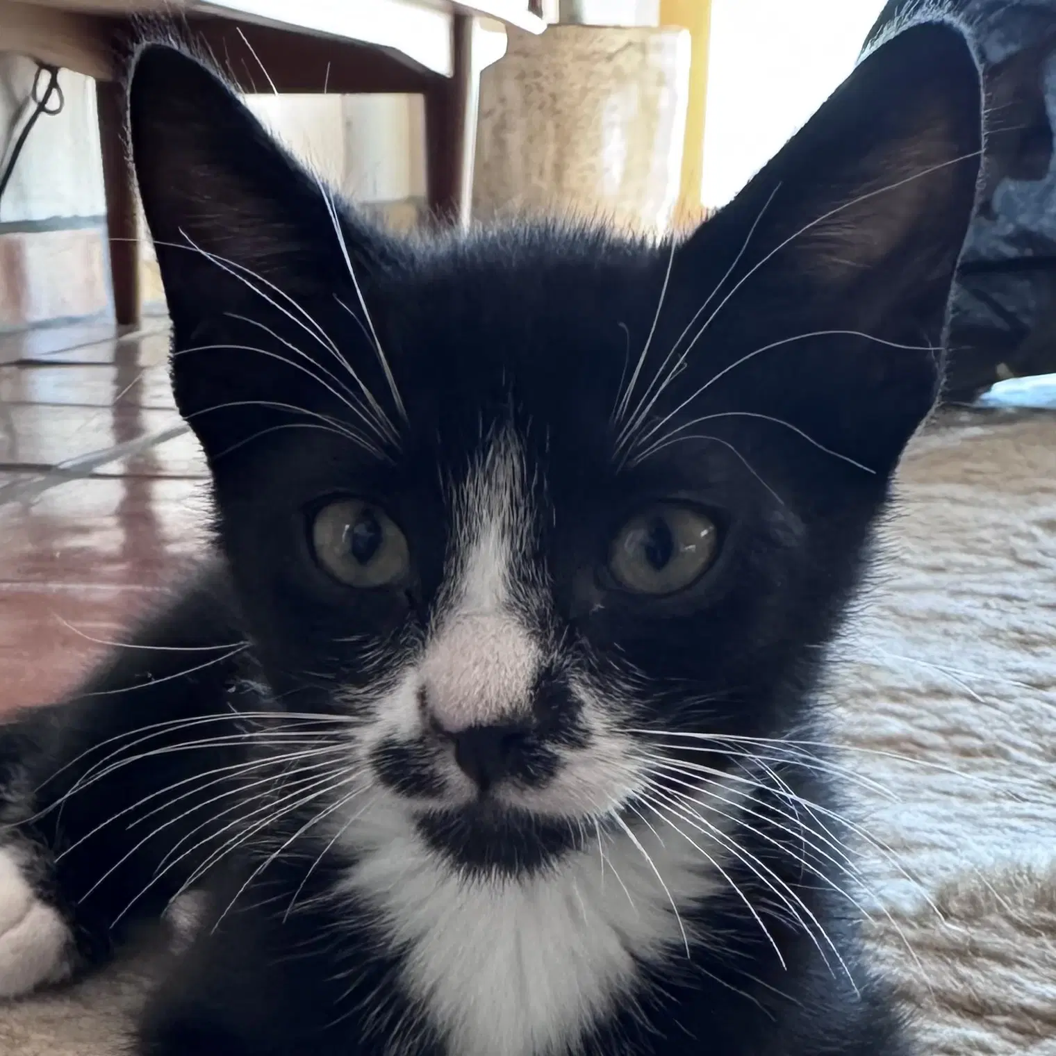 Pecan - Domestic Short Hair