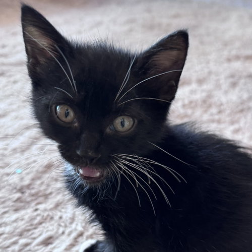 Almond, a cat for adoption from Felines & Friends New Mexico