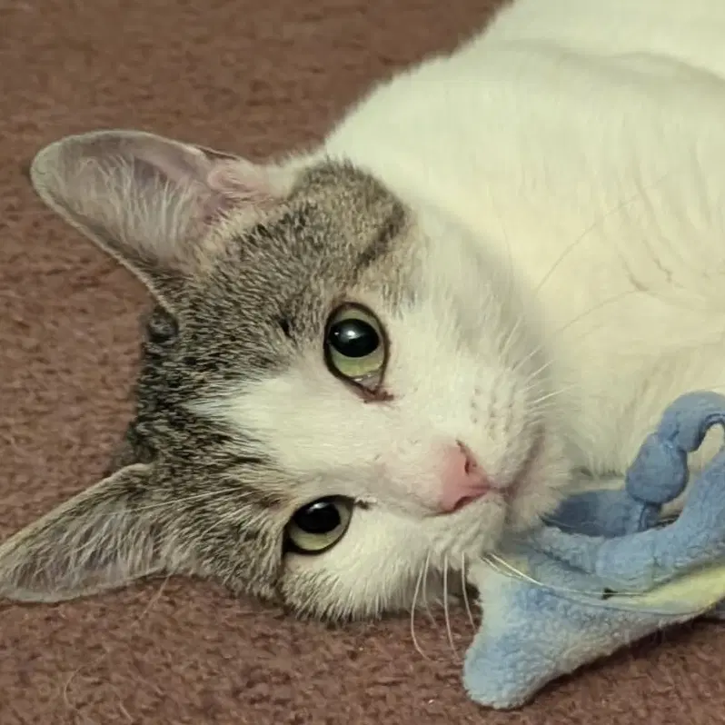 Genevieve - Domestic Short Hair