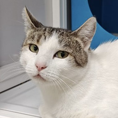 picture of the cat needing adoption