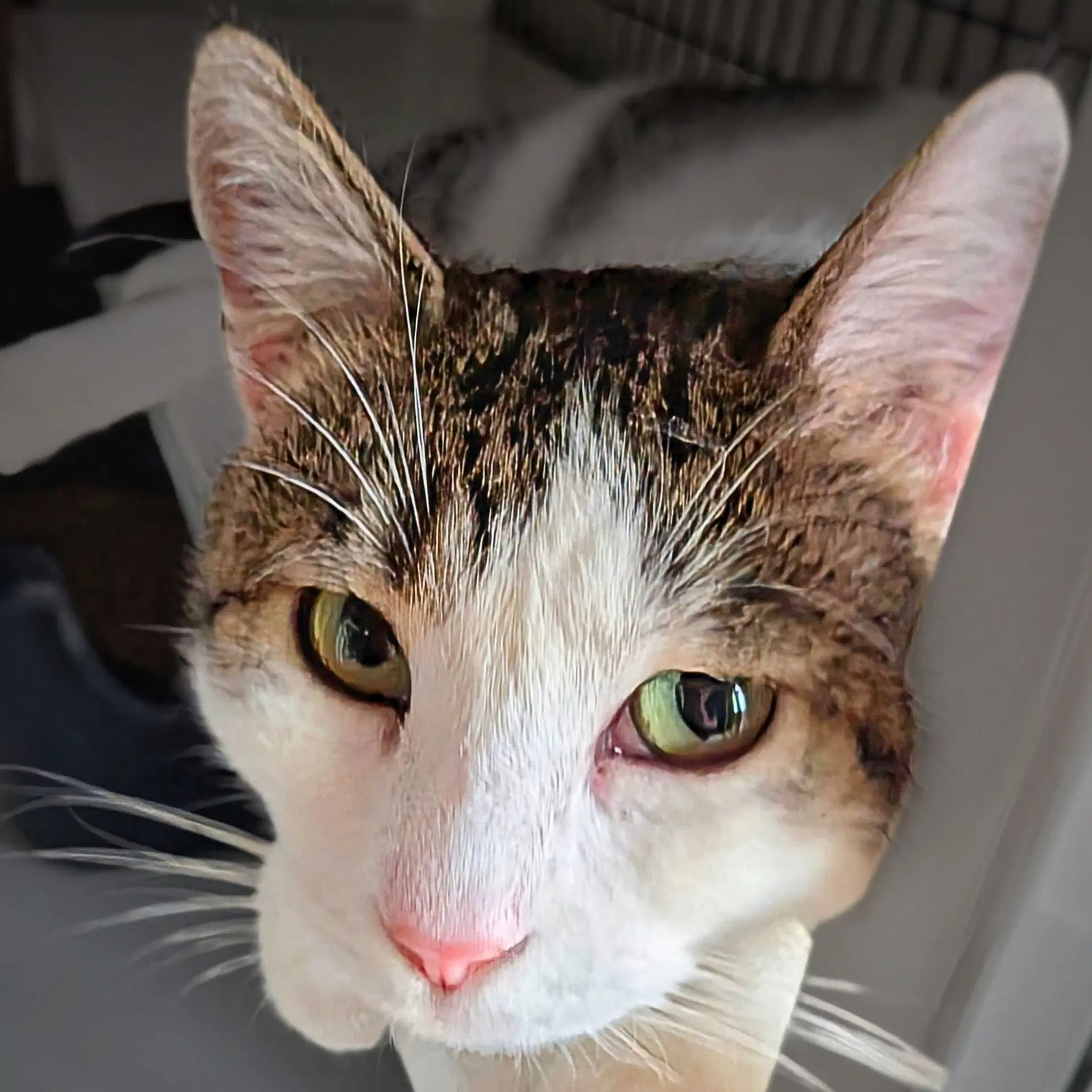 Genevieve - Domestic Short Hair