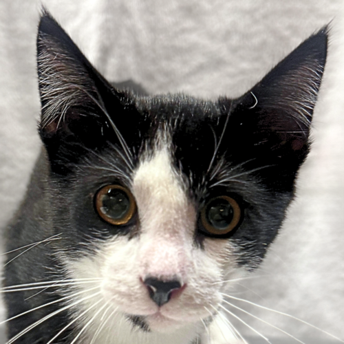picture of the cat needing adoption