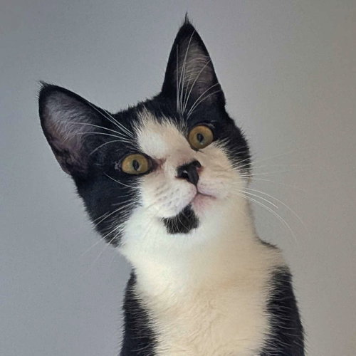 Spitz, a cat for adoption from Felines & Friends New Mexico