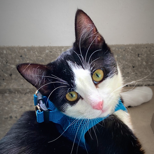 picture of the cat needing adoption