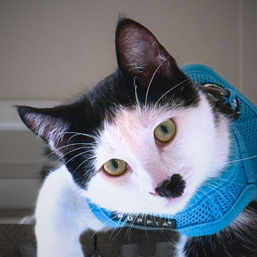 picture of the cat needing adoption