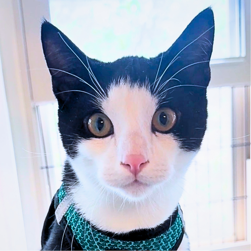 picture of the cat needing adoption