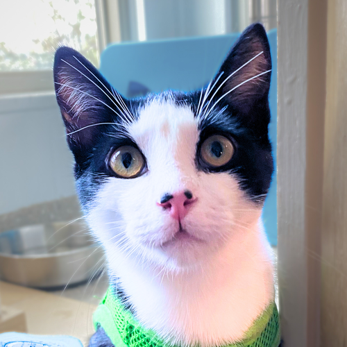 picture of the cat needing adoption