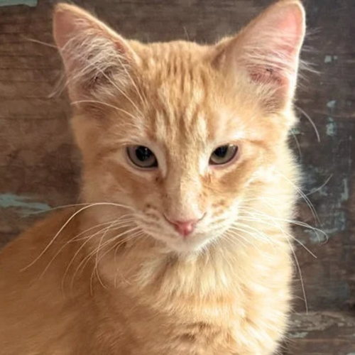 picture of the cat needing adoption