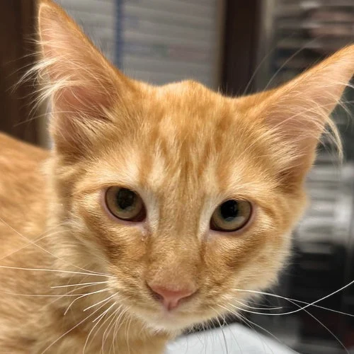 picture of the cat needing adoption
