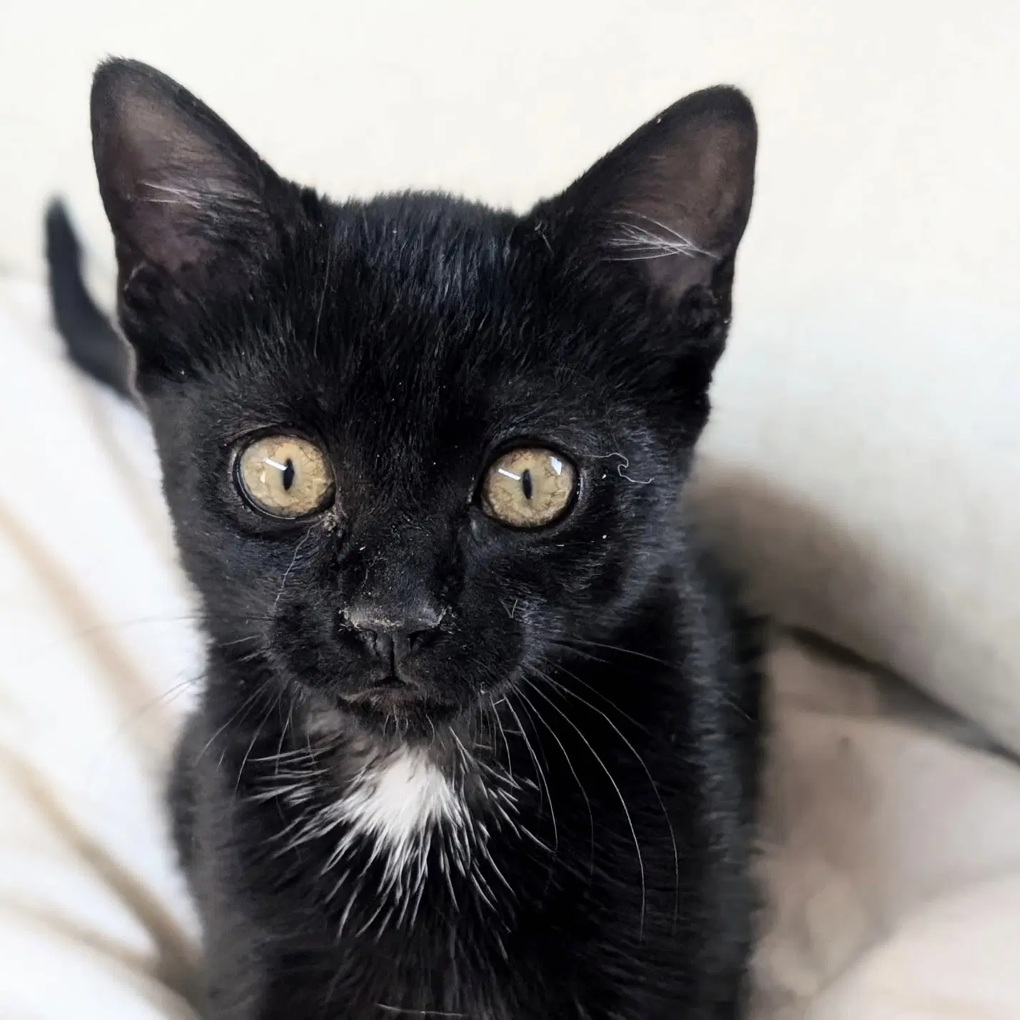 Nettle - Domestic Short Hair