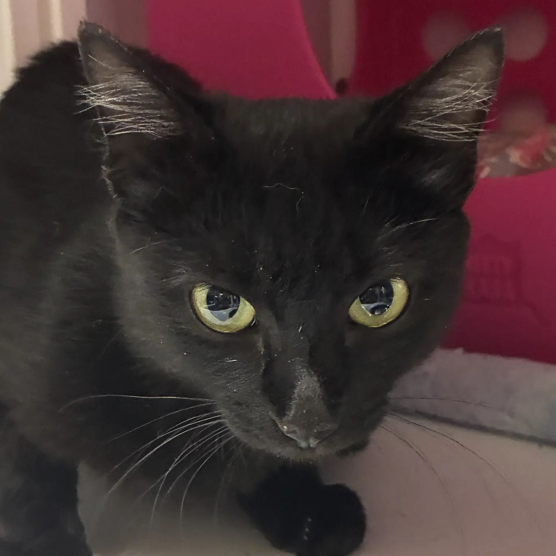 Aloy - Domestic Short Hair