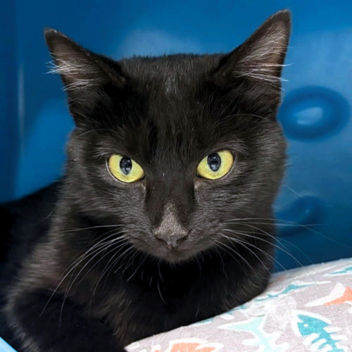 picture of the cat needing adoption