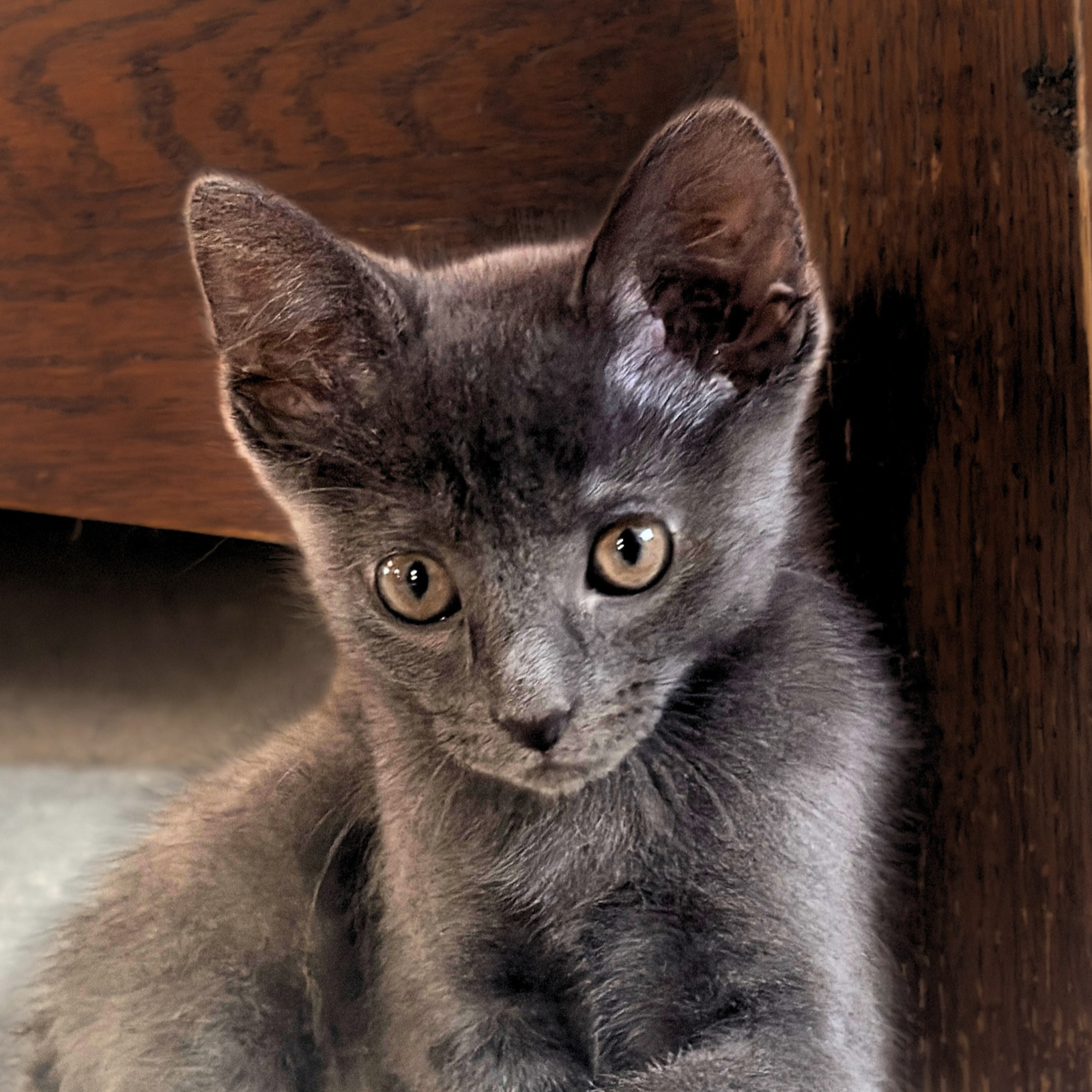Mallard, Domestic Short Hair