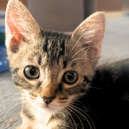 Merganser, a cat for adoption from Felines & Friends New Mexico