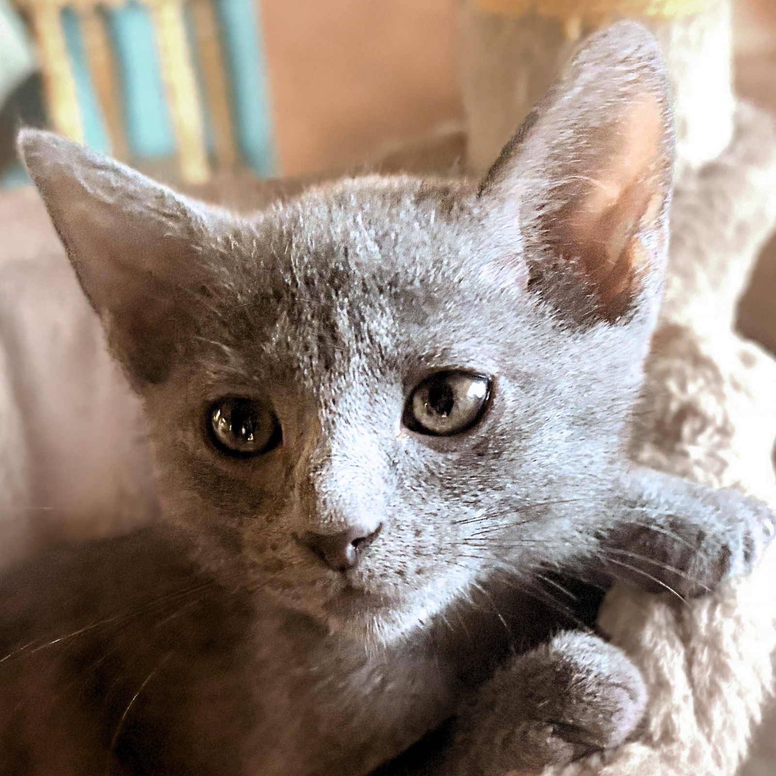 Runner, Domestic Short Hair