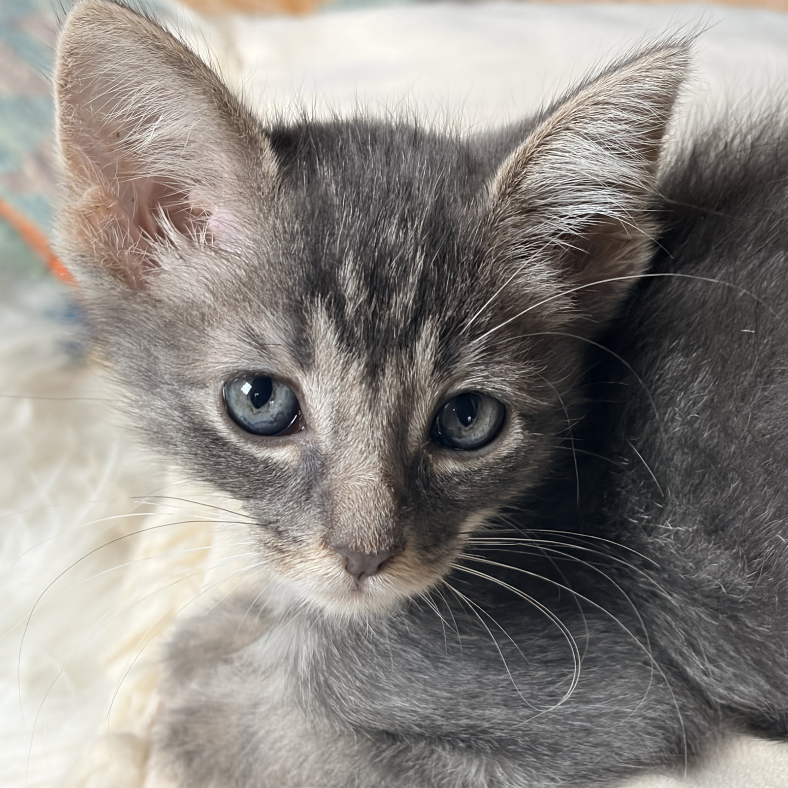 Bufflehead, Domestic Short Hair
