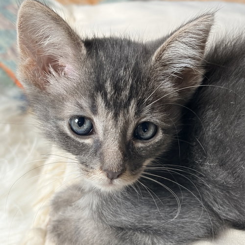 Bufflehead, a cat for adoption from Felines & Friends New Mexico