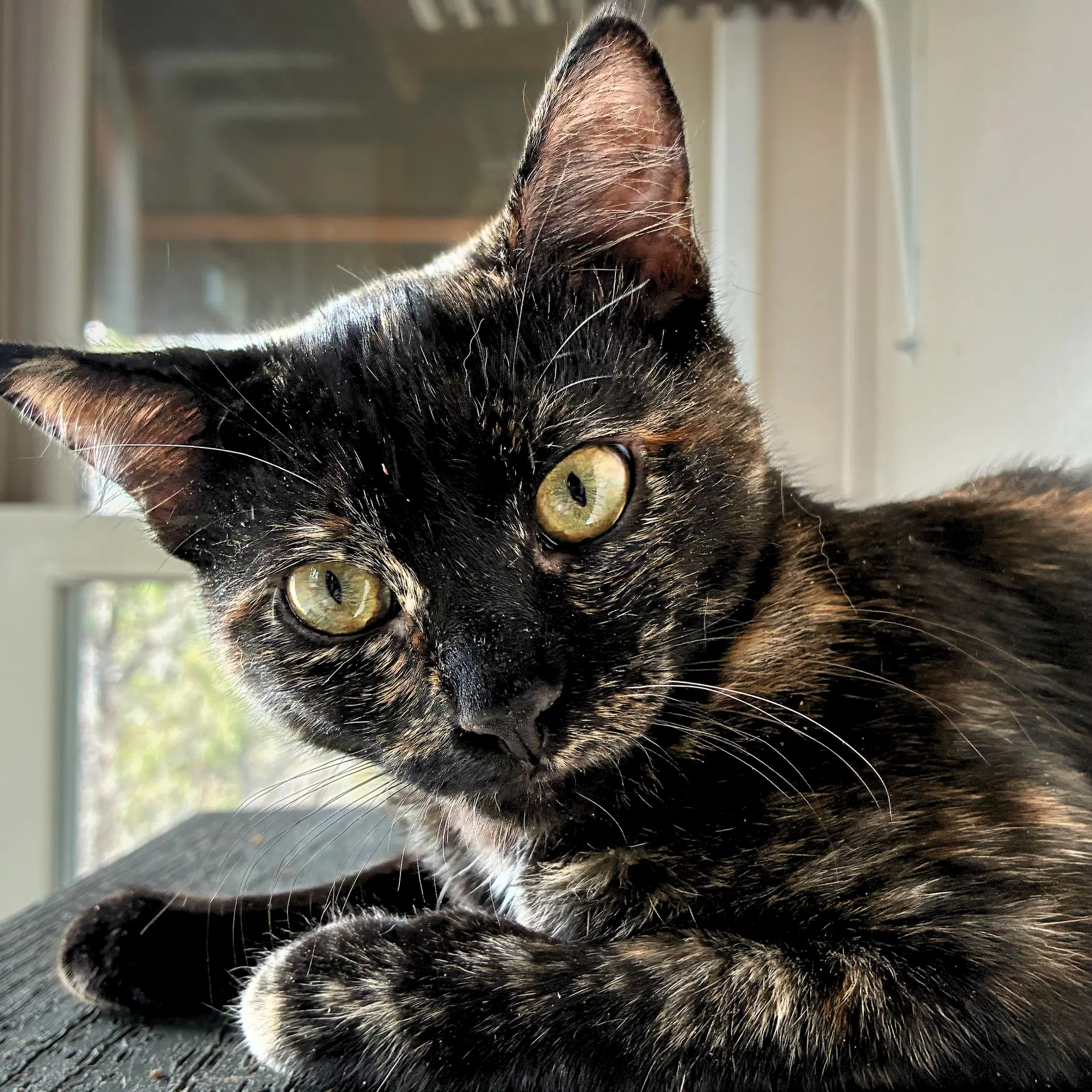 Valencia - Domestic Short Hair