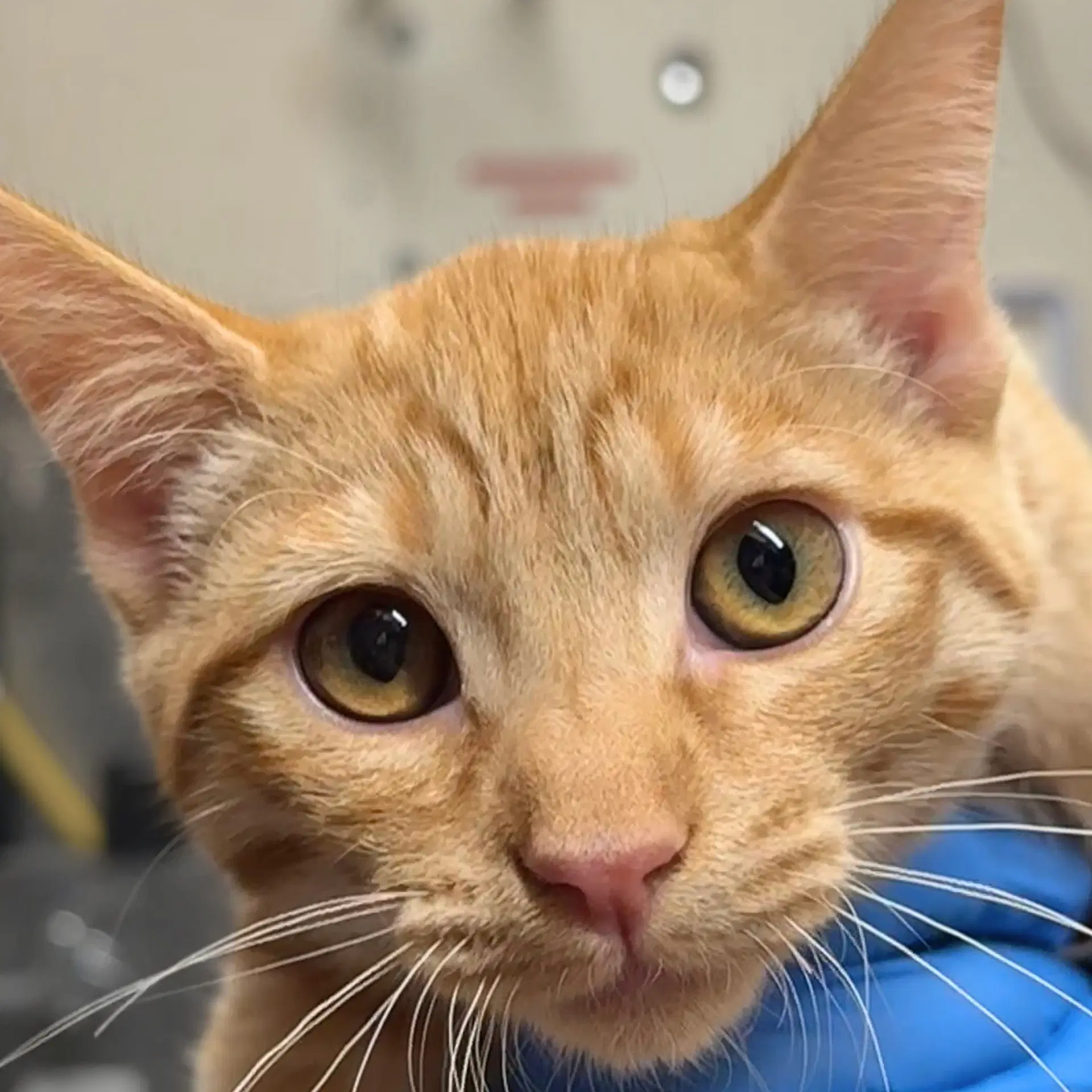 Pomelo - Domestic Short Hair