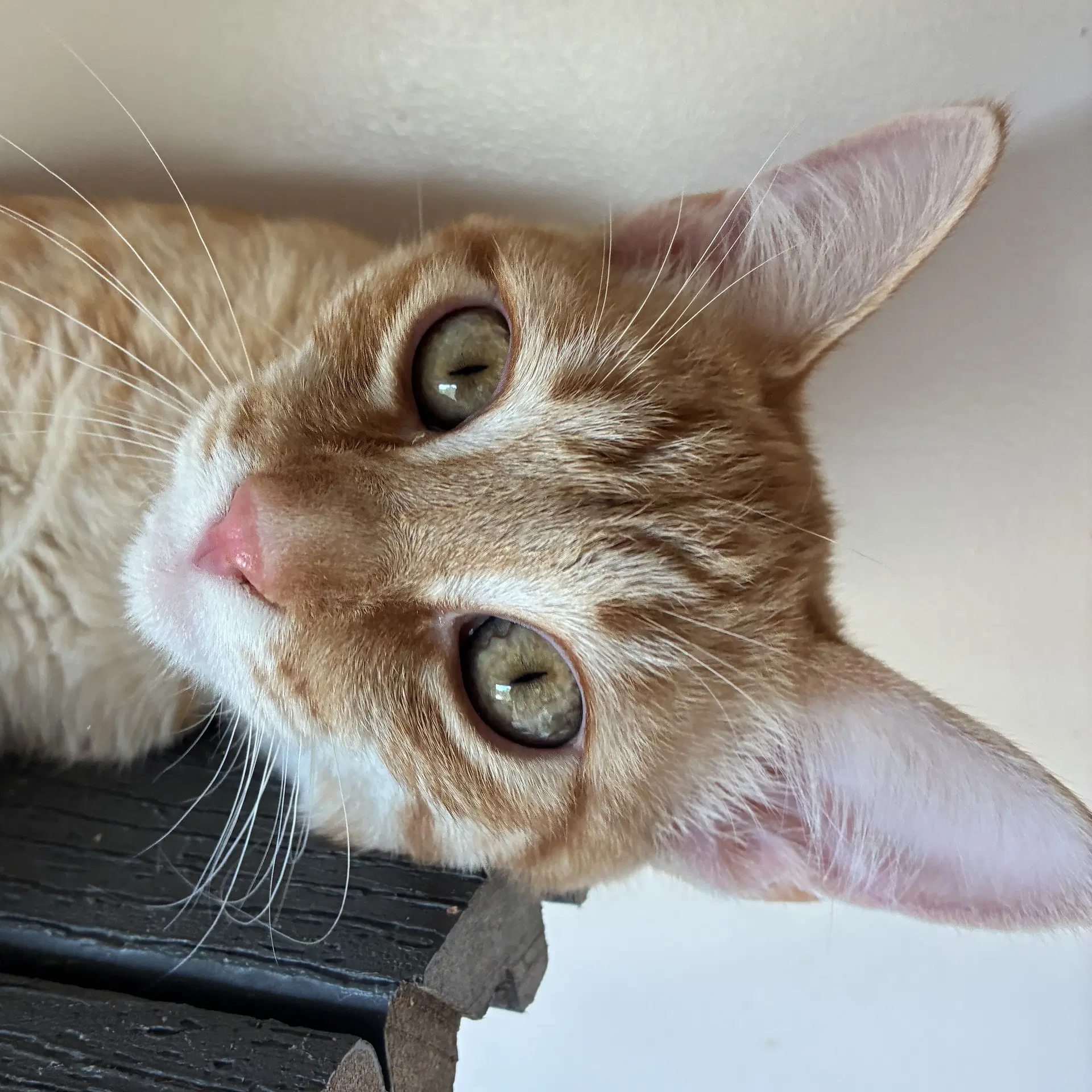 Tangelo - Domestic Short Hair