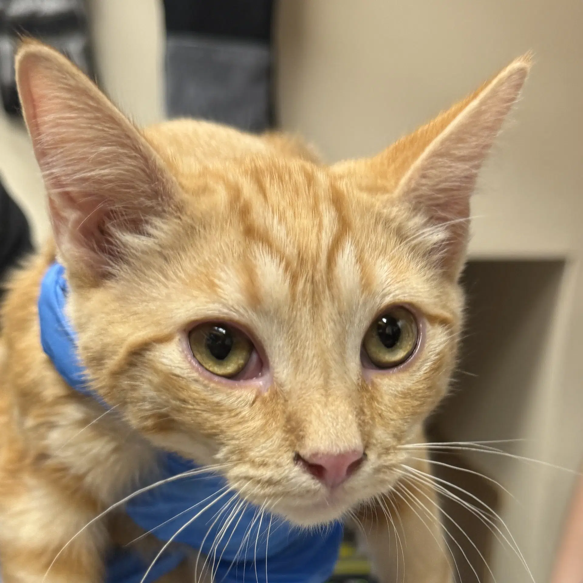 Satsuma - Domestic Short Hair