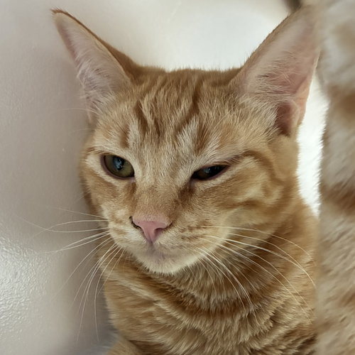 picture of the cat needing adoption