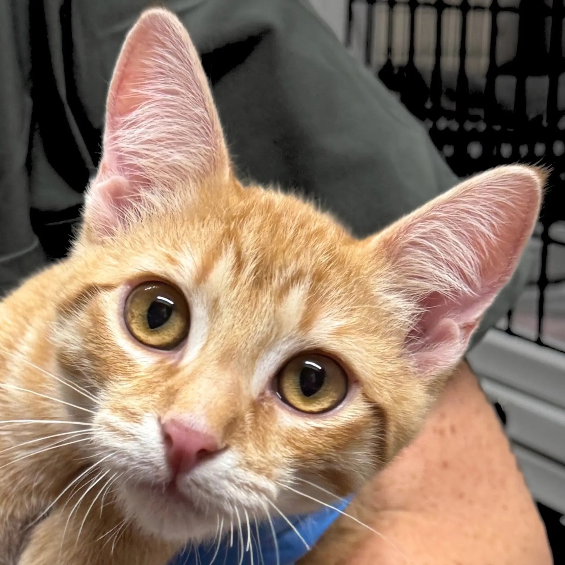 Chinotto - Domestic Short Hair