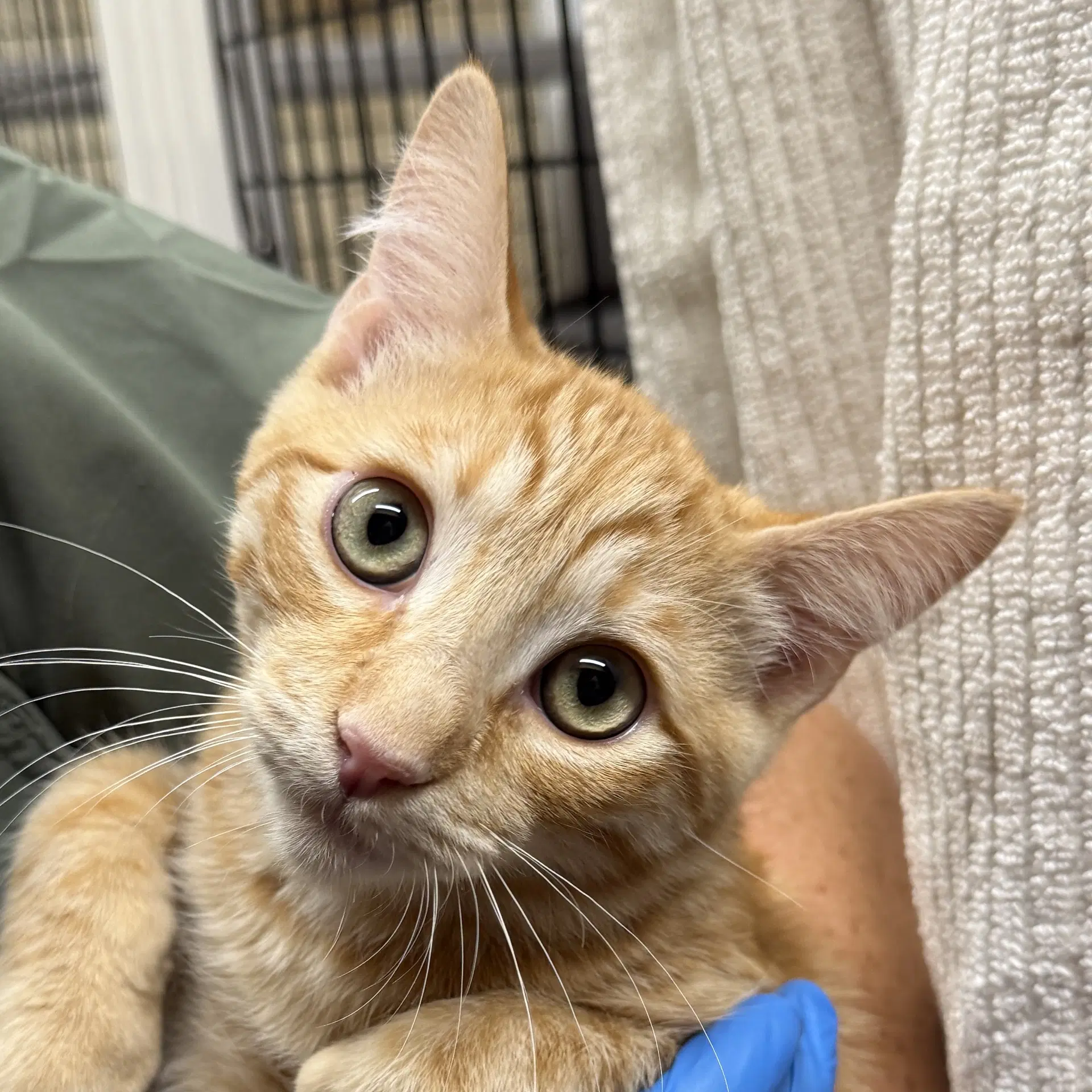 Tarocco - Domestic Short Hair