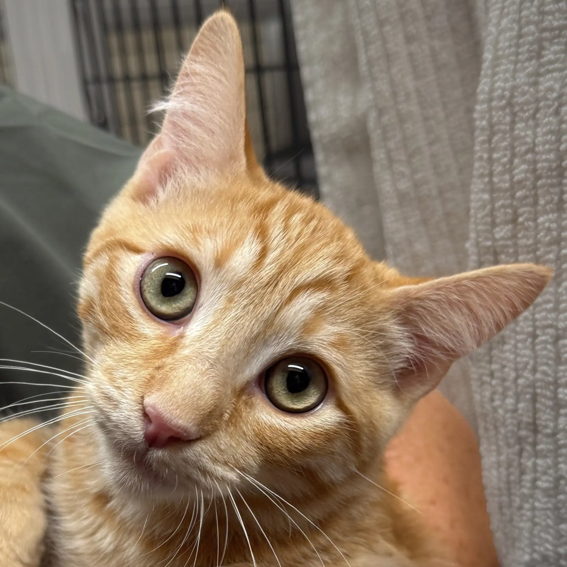 Tarocco - Domestic Short Hair