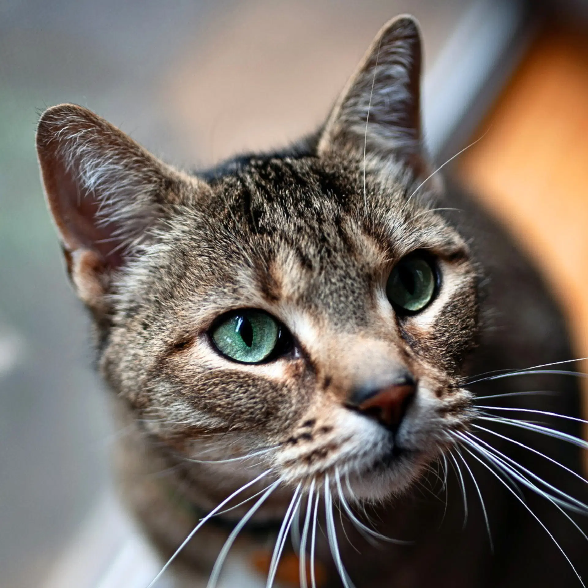 Spicie - Domestic Short Hair