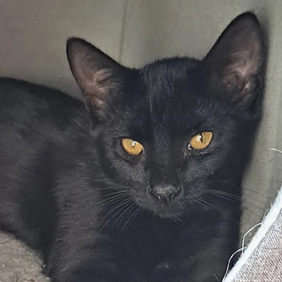 Alex - Domestic Short Hair
