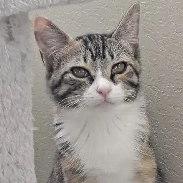 Miss Hazel - Domestic Short Hair