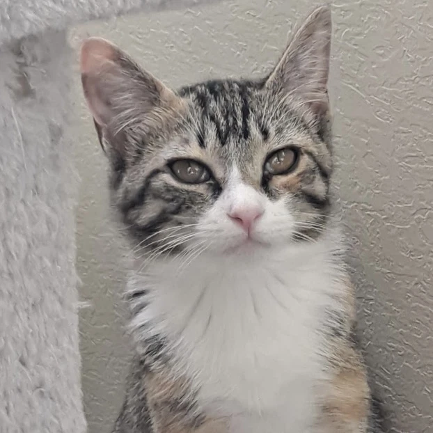 Miss Hazel
