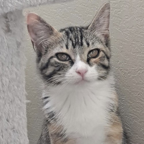 picture of the cat needing adoption