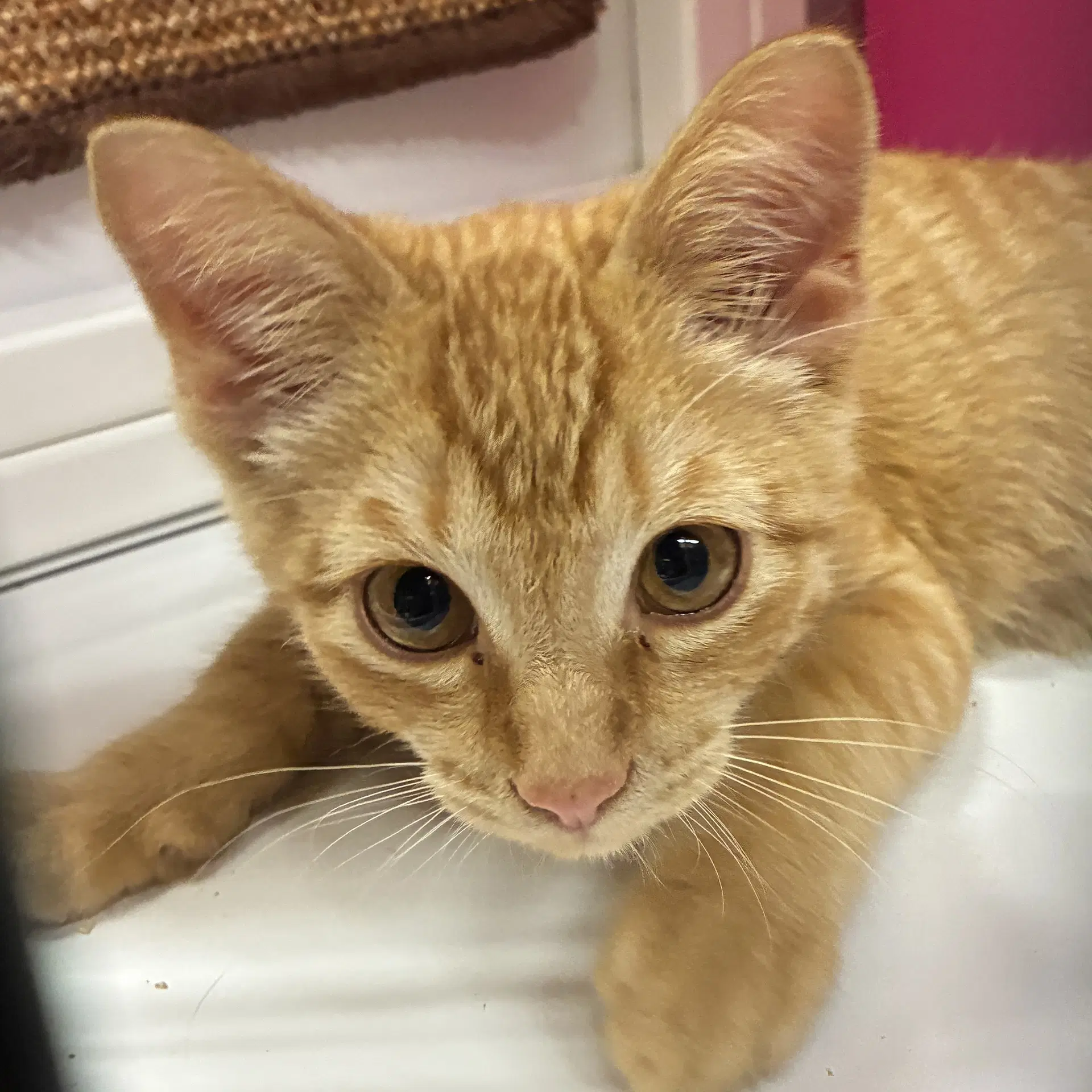 Darryl - Domestic Short Hair