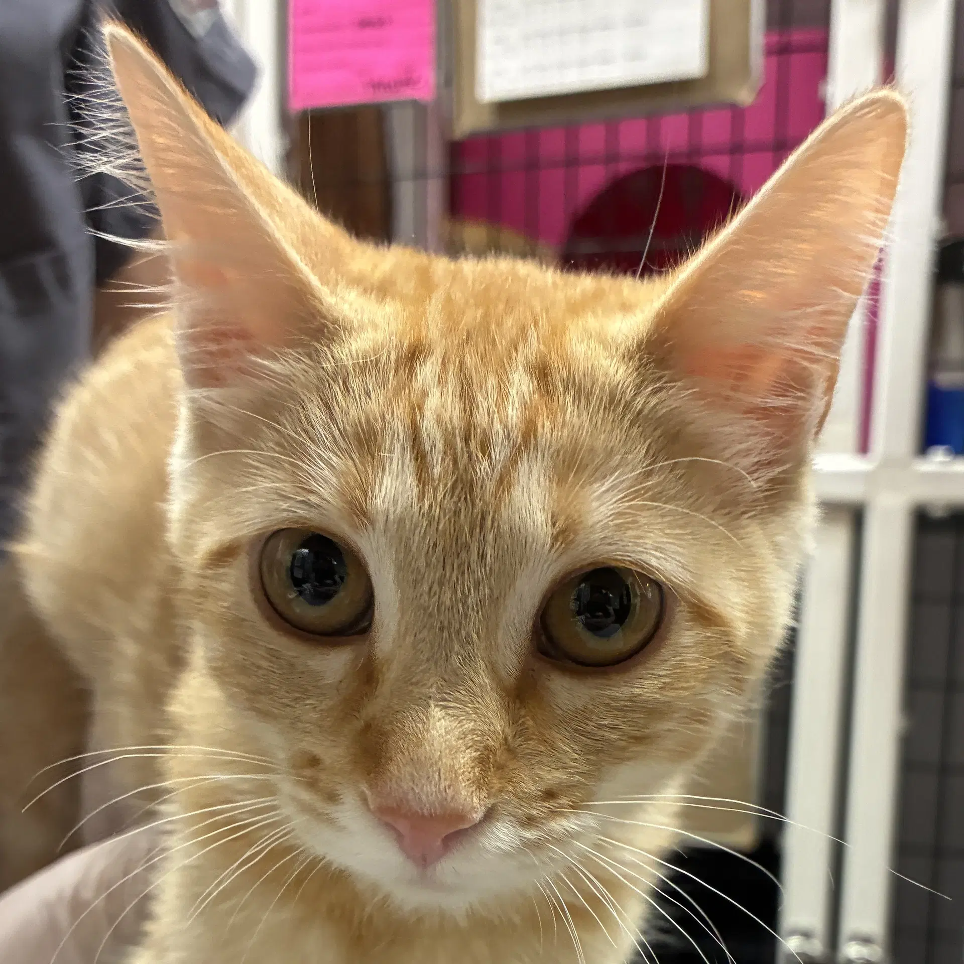 Neroli - Domestic Short Hair
