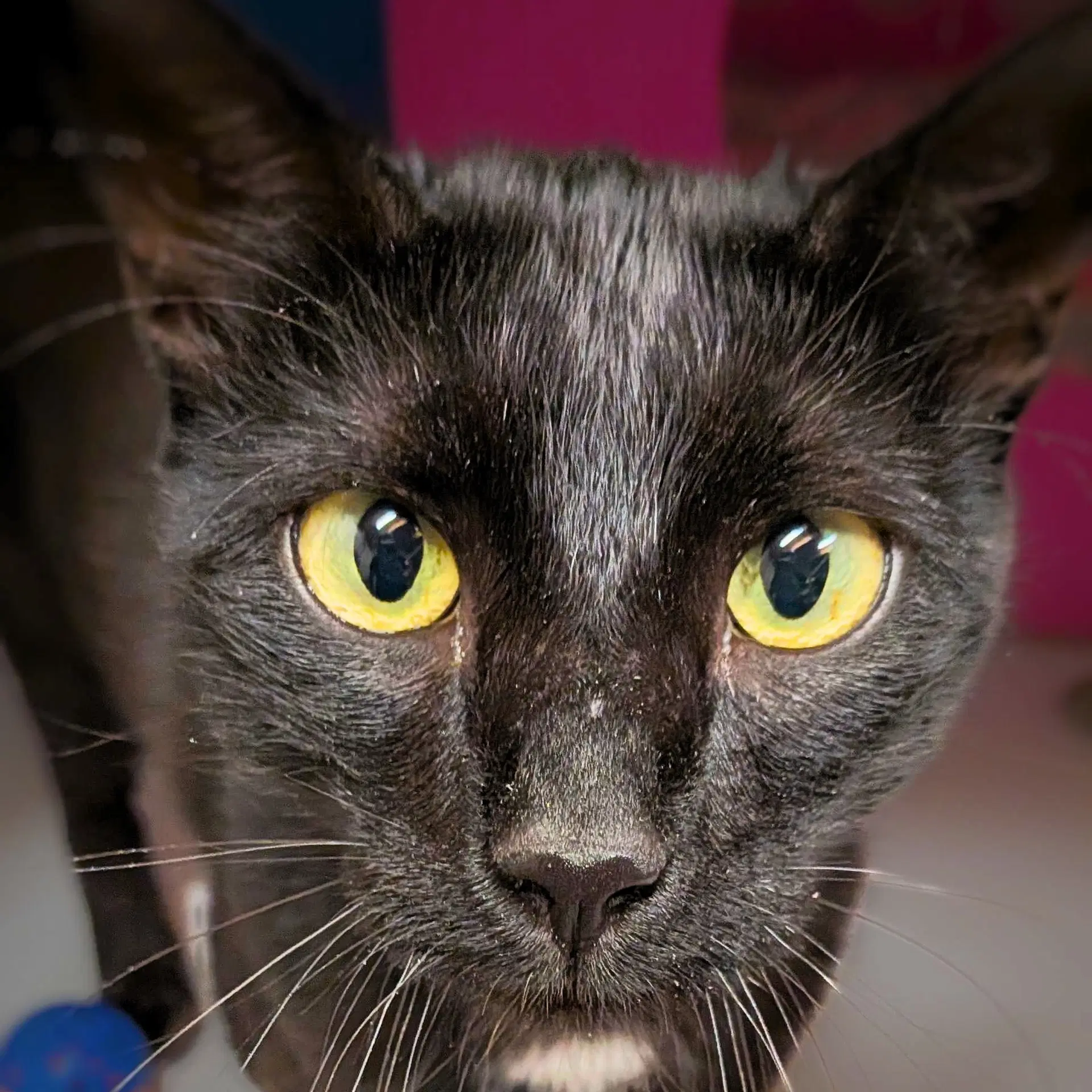 Sequoia - Domestic Short Hair