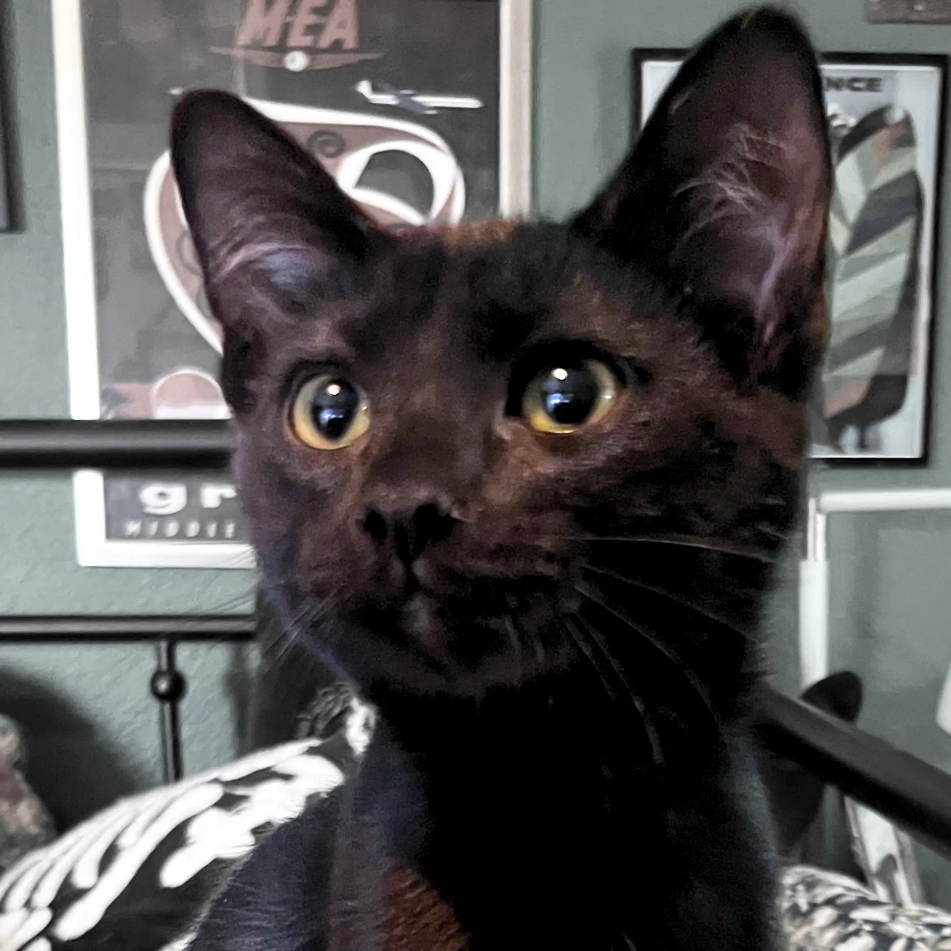 Rhysand - Domestic Short Hair