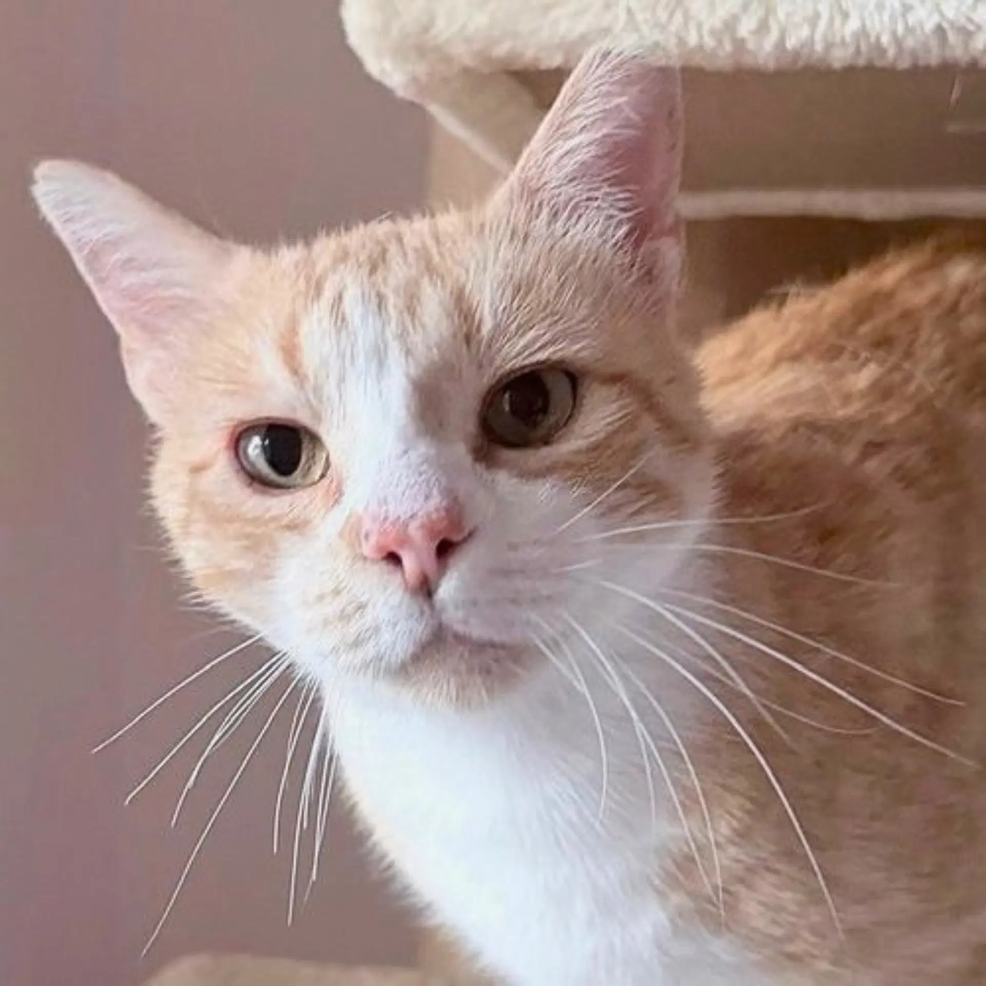 Jimmy - Domestic Short Hair