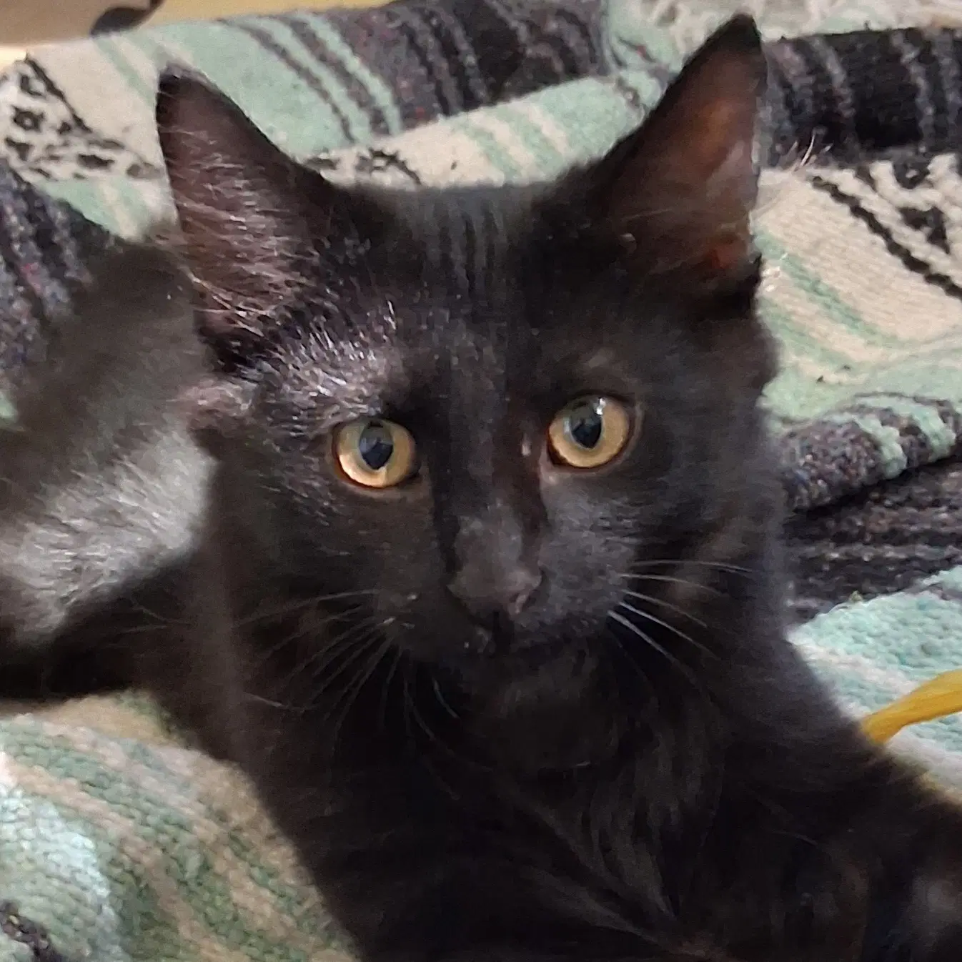 Oscar And Grover - Domestic Medium Hair